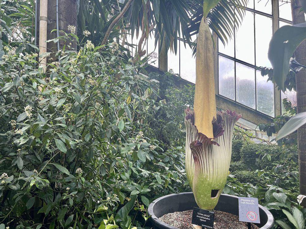 ilustrasi amorphophallus titanum (wikimedia.org/Eddie Johnston)