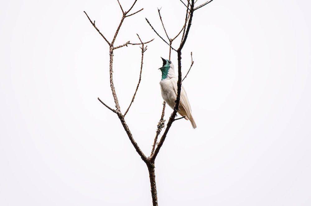 bare-throated bellbird (commons.m.wikimedia.org/Institute Ultimos Refugios)