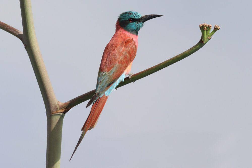 northern carmine bee-eater (commons.m.wikimedia.org/Jan Ebr)