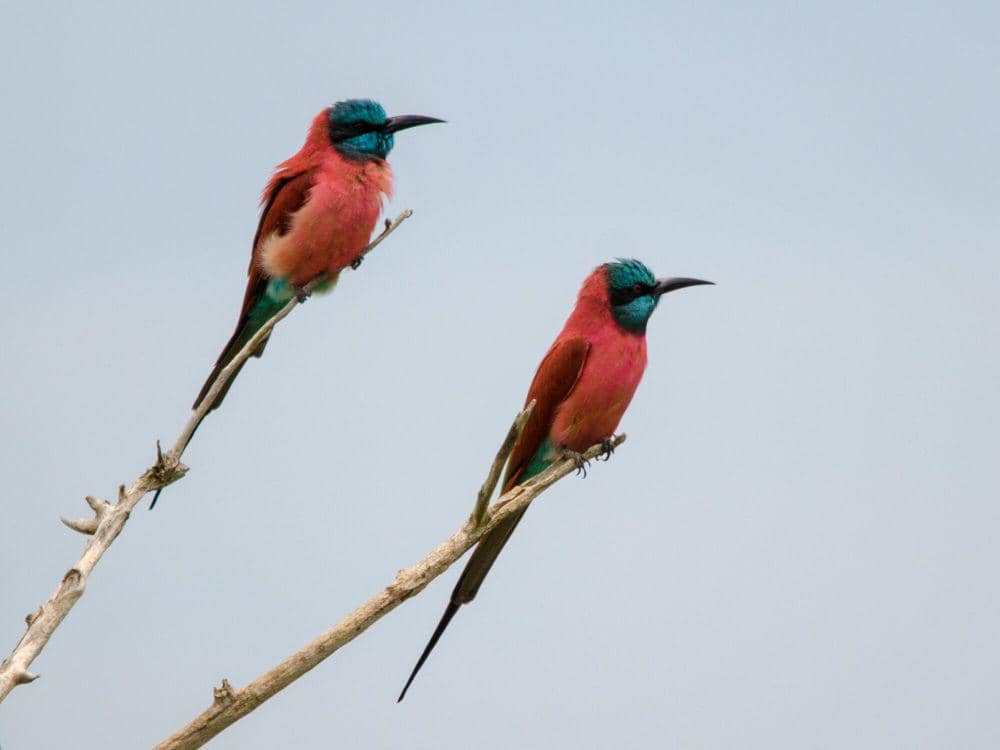 northern carmine bee-eater (commons.m.wikimedia.org/William Stephens)