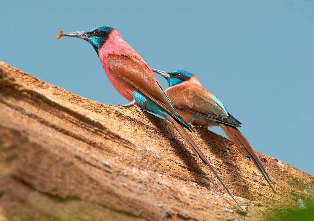 Fakta Northern Carmine Bee-eater, si Agresif yang Bermigrasi Musiman
