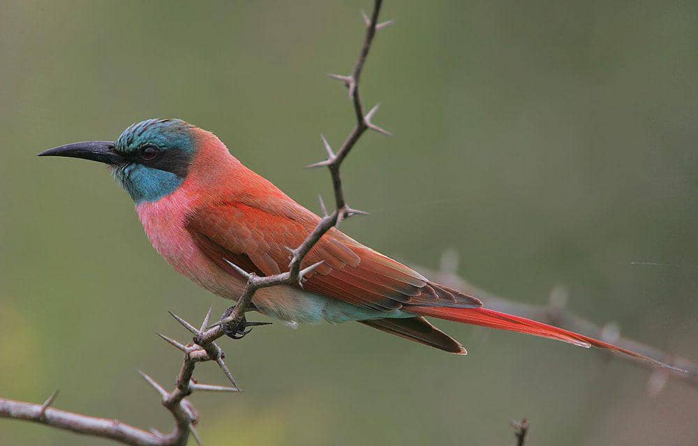 northern carmine bee-eater (commons.m.wikimedia.org/Steve Garvie)