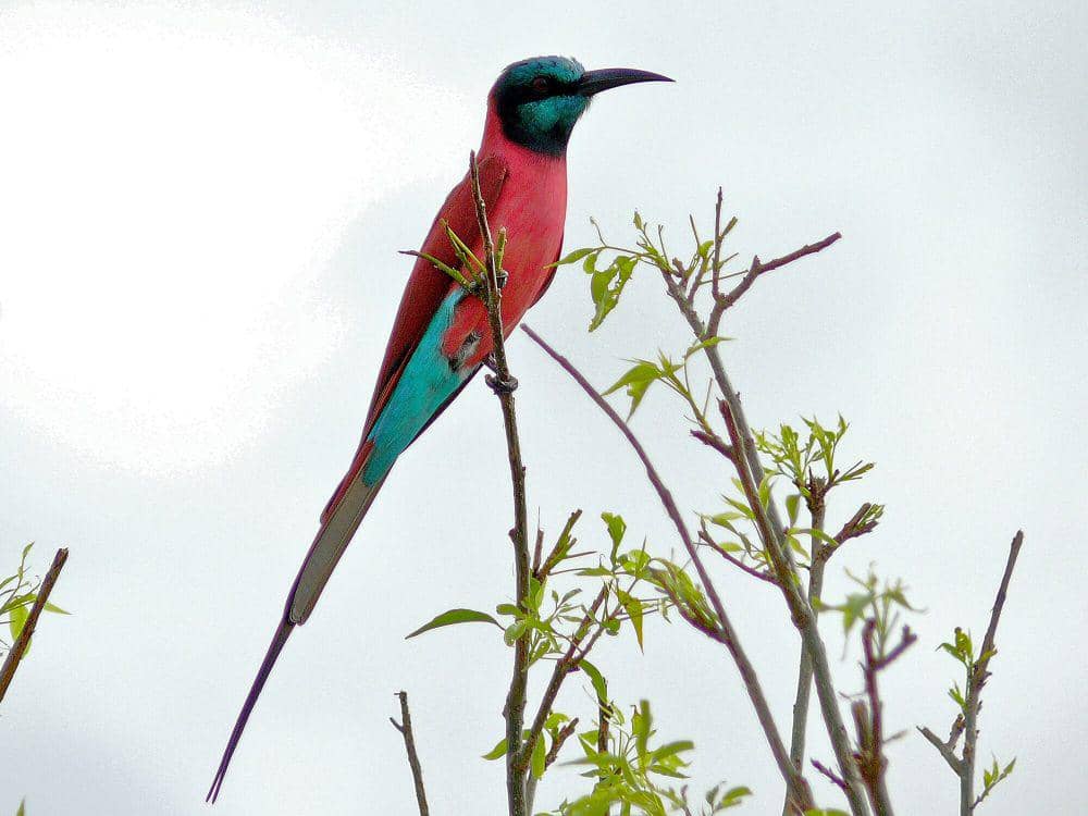 northern carmine bee-eater (commons.m.wikimedia.org/S Bernard Dupont)