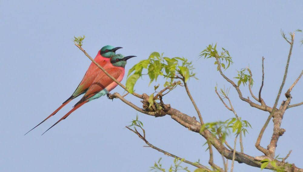 northern carmine bee-eater (commons.m.wikimedia.org/Rod Waddington)