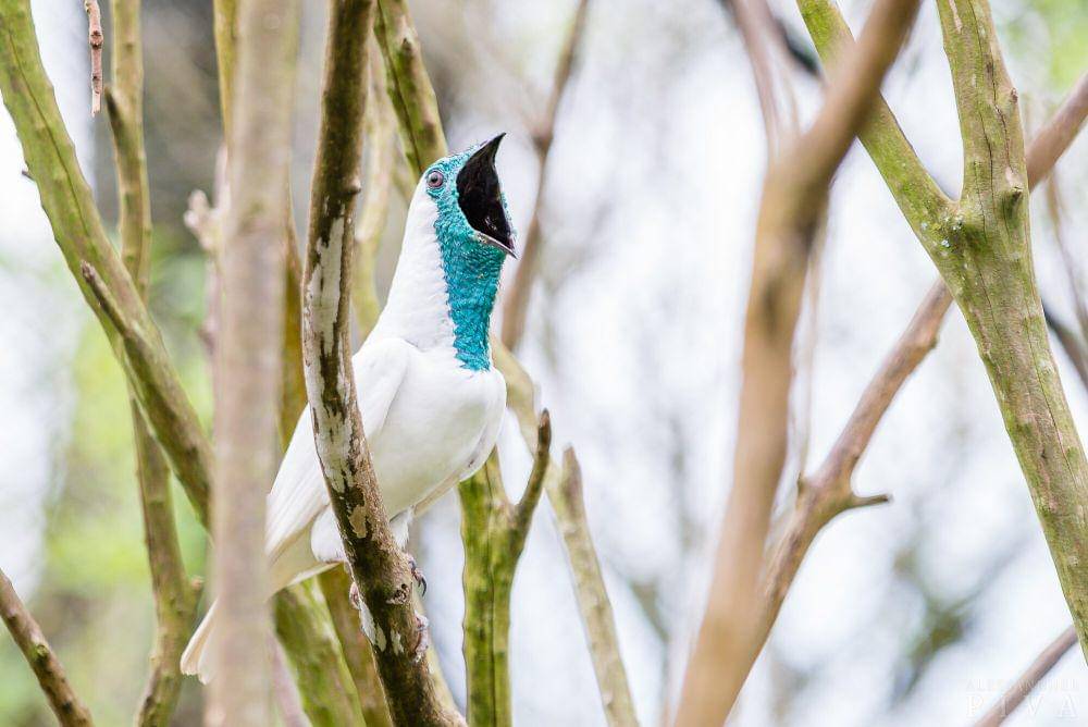 bare-throated bellbird (commons.m.wikimedia.org/Alessandher Piva)