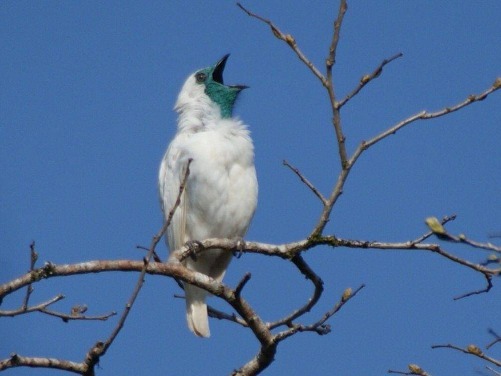 bare-throated bellbird (commons.m.wikimedia.org/Ben Tavener)