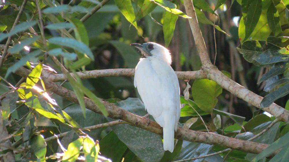 bare-throated bellbird (commons.m.wikimedia.org/Bcmyrtlau)