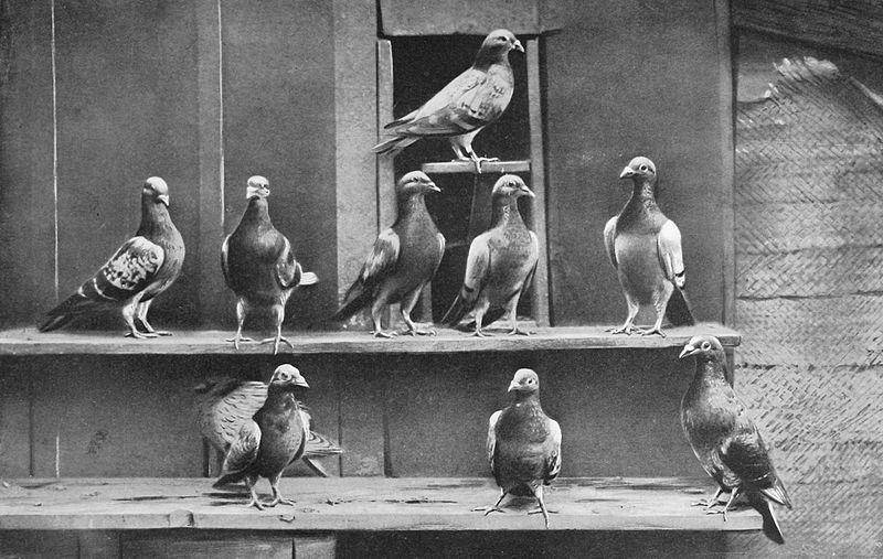 Jasa burung merpati ternyata sudah digunakan manusia sejak ribuan tahun yang lalu. (commons.wikimedia.org/Les oiseaux)