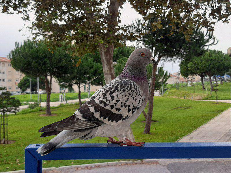 potret burung merpati pengantar surat di tengah kota (commons.wikimedia.org/MSN12102001)