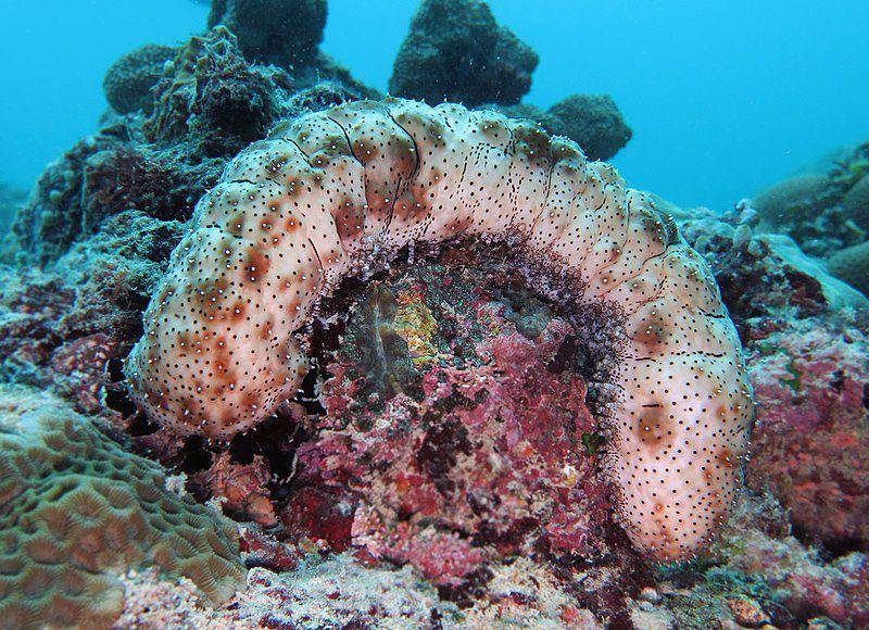 potret teripang di dasar laut (commons.wikimedia.org/Vardhanjp)