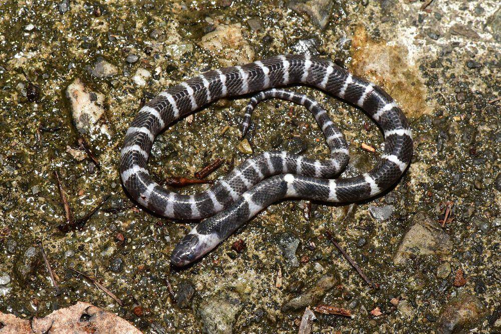 Ular belang taiwan, salah satu ular belang dari genus Bungarus (commons.wikimedia.org/Yung-Lun Lin)