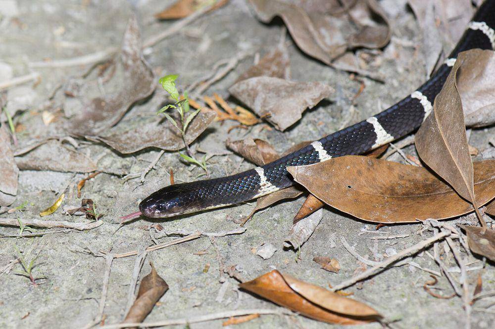 Ular belang taiwan (commons.wikimedia.org/LiCheng Shih)