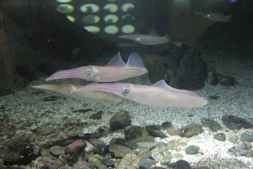Cumi-cumi eropa (commons.wikimedia.org/=mc2)