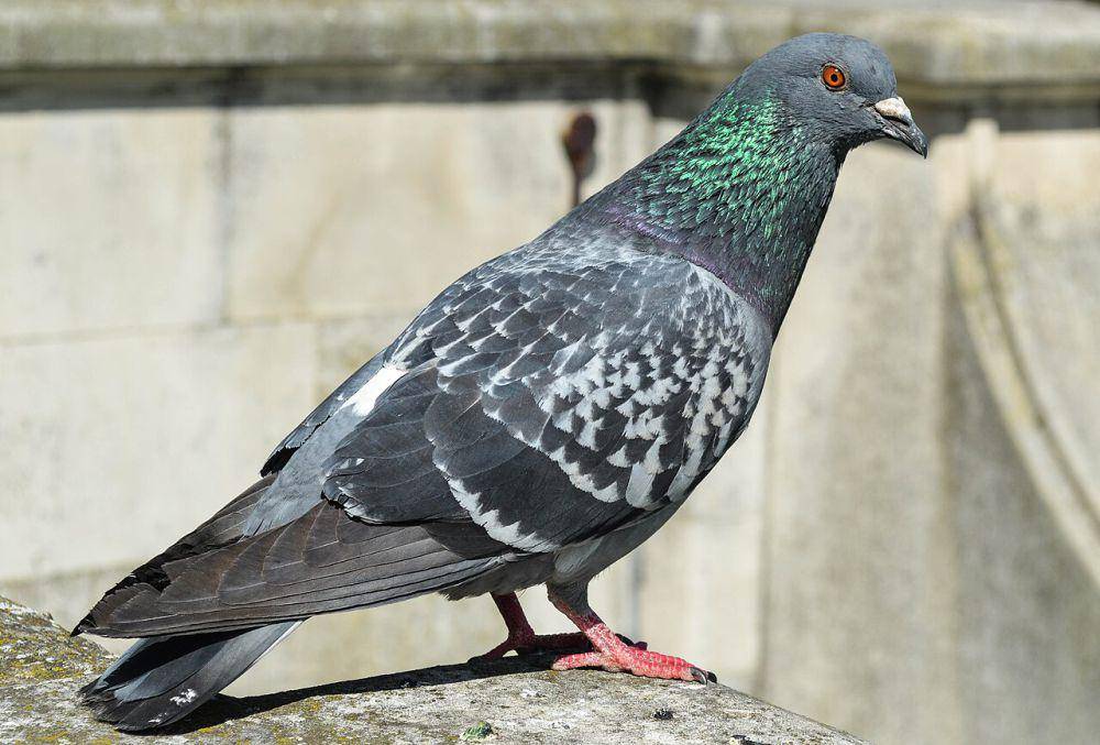 jenis burung merpati domestik yang dimanfaatkan untuk mengantar surat (commons.wikimedia.org/Lewis Hulbert)