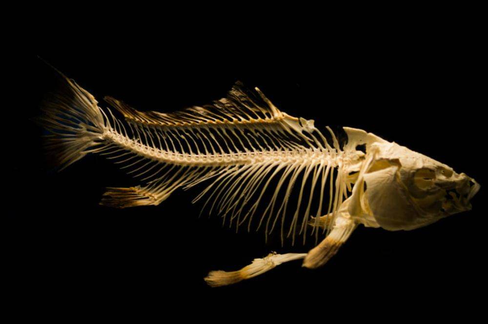 Ilustrasi kerangka ikan (pexels.com/ClickerHappy)