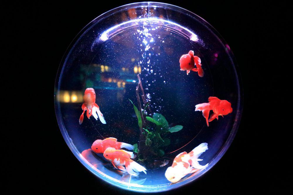 5 Kesalahan Pemula saat Memelihara Ikan Hias di Rumah, Hindari!