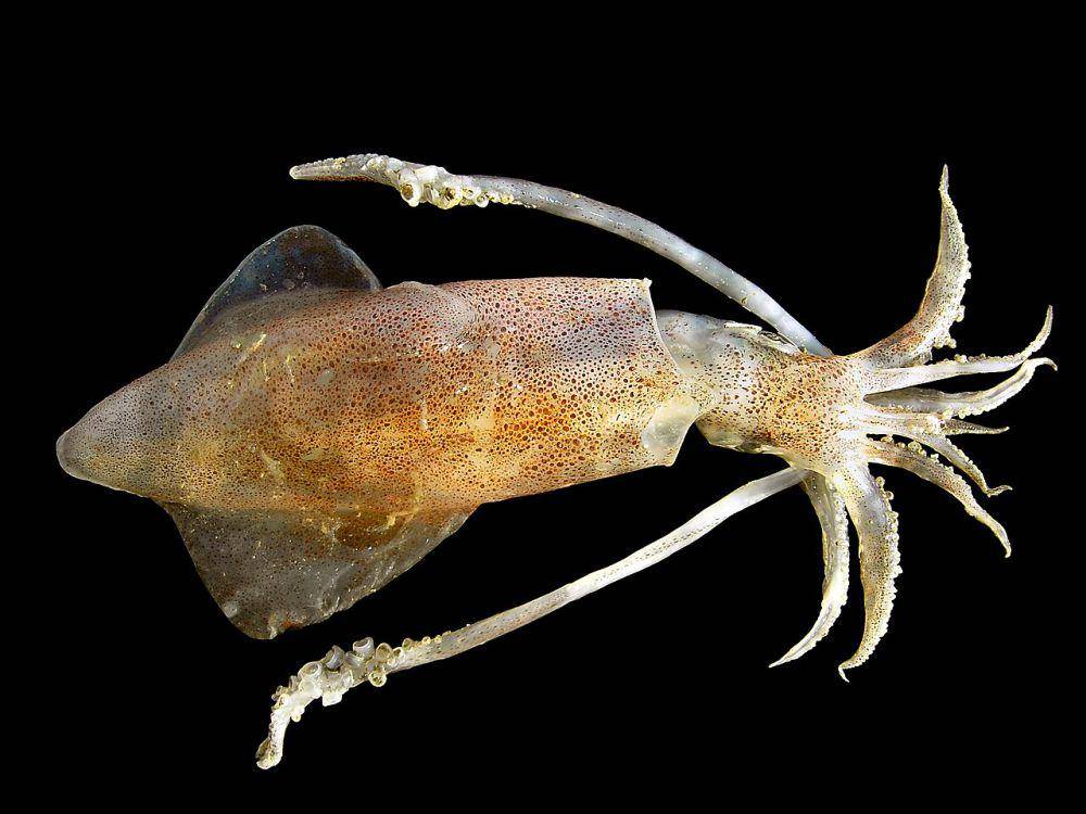 Cumi-cumi eropa (commons.wikimedia.org/© Hans Hillewaert)