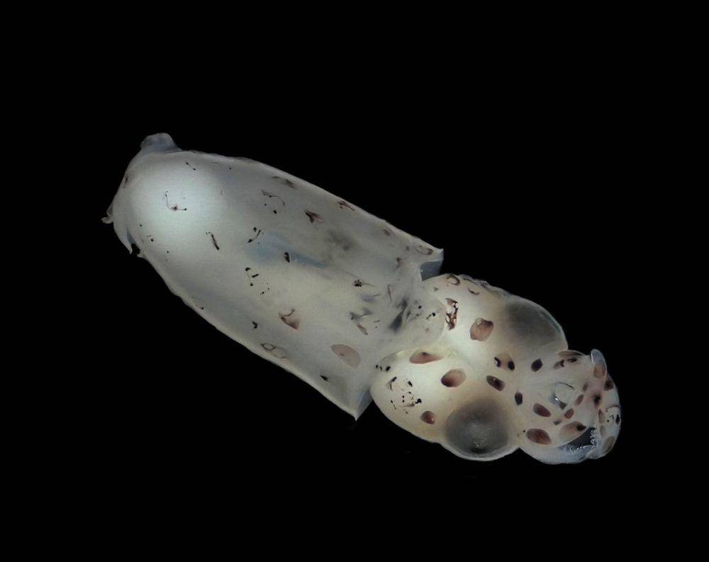 Anakan cumi-cumi eropa (commons.wikimedia.org/© Hans Hillewaert)