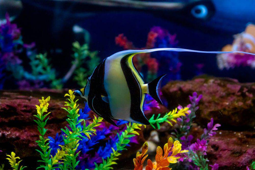 ilustrasi ikan hias dalam aquarium (pexels.com/Magda Ehlers)