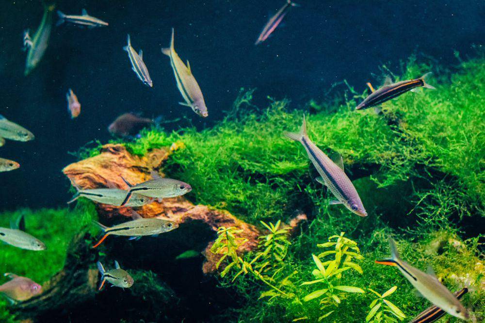 ilustrasi ikan hias dalam aquarium (pexels.com/Camilo Ospina)