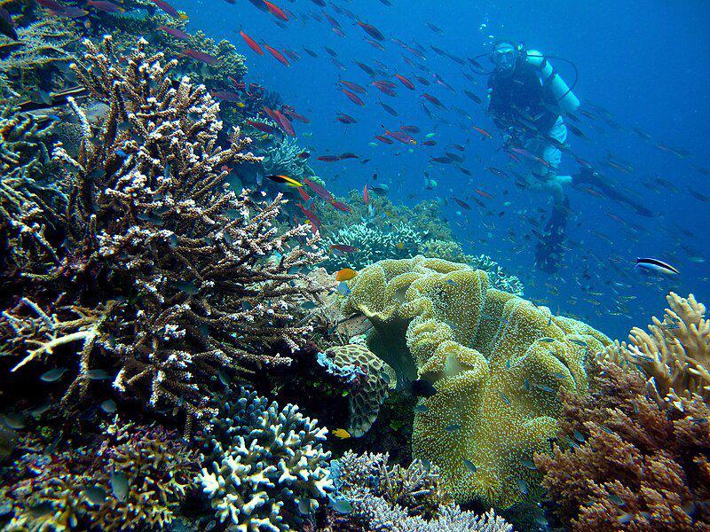 4 Trivia Hewan Laut yang Tidak Bisa Berenang, Aneh tapi Nyata