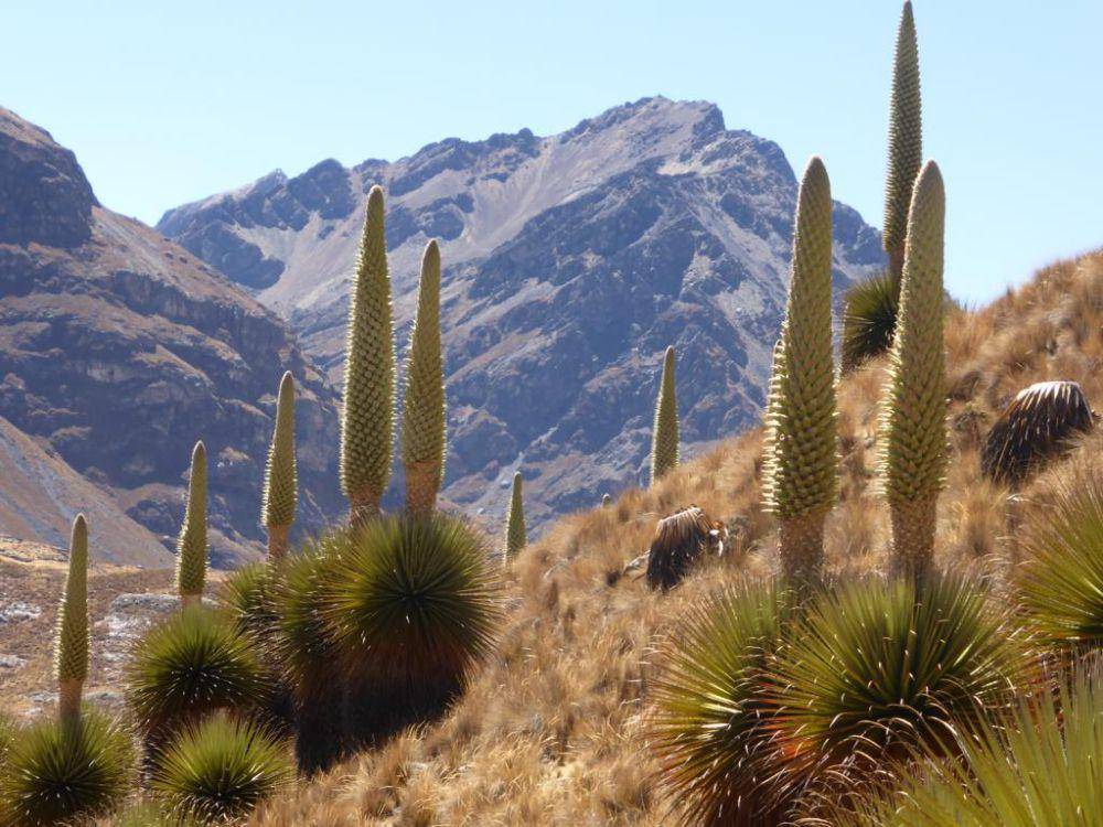 ilustrasi puya raimondii (wikimedia.org/Urrola)
