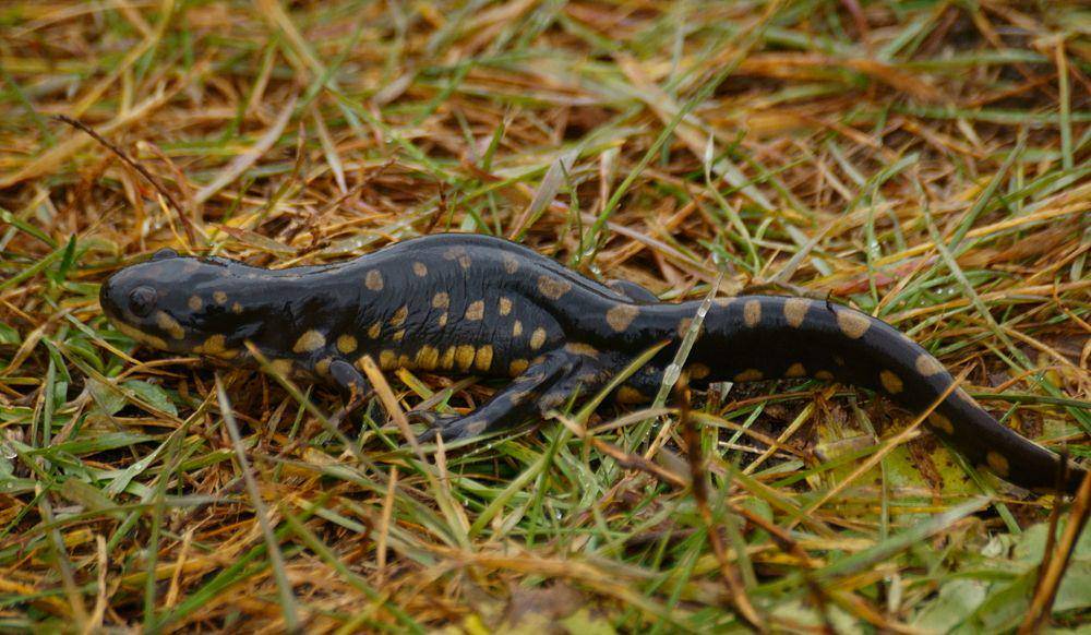salamander harimau (commons.wikimedia.org/psweet)