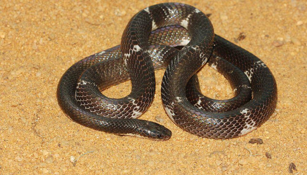 Krait sri lanka (commons.wikimedia.org/Buddhika.jm(Buddhika Mawella))