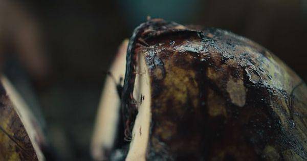 Kelabang muncul dari kelapa ( Dok. MD Pictures / Pabrik Gula )