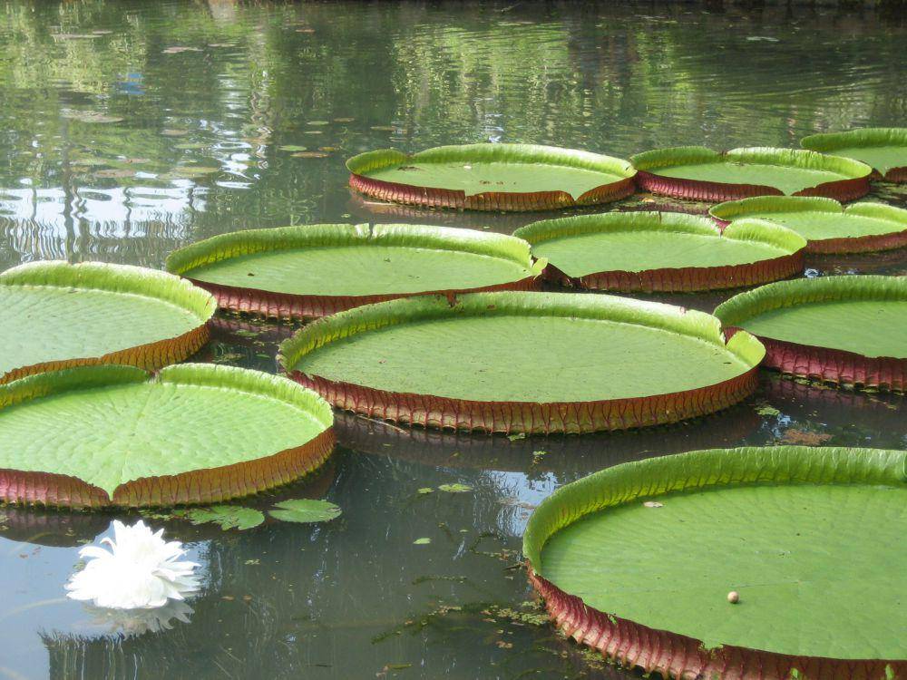 ilustrasi victoria amazonica (wikimedia.org/Zinneke)