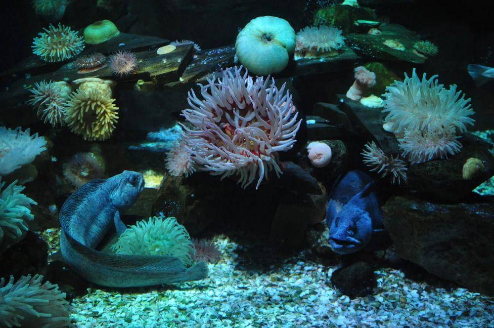 atlantic wolffish (animalia.bio/Nilfanion)