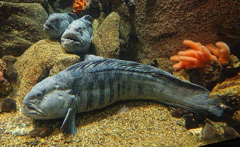 atlantic wolffish (en.wikipedia.org/Bjørn Christian Tørrissen)