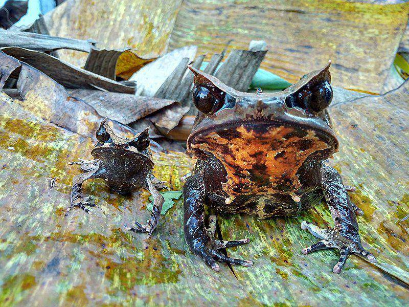 Ukuran antara katak tanduk hidung panjang jantan (kiri) dan betina (kanan) sangat kontras. (commons.wikimedia.org/Mohamad Jakaria)