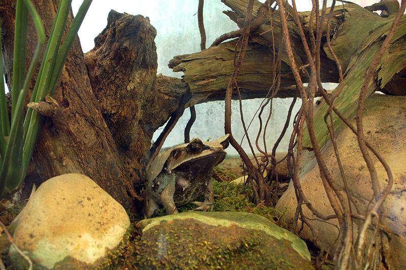 katak tanduk hidung panjang termasuk hewan soliter (commons.wikimedia.org/EvaK)