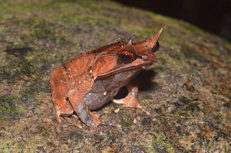 status populasi katak tanduk hidung panjang agak unik (commons.wikimedia.org/Pavel Kirillov)