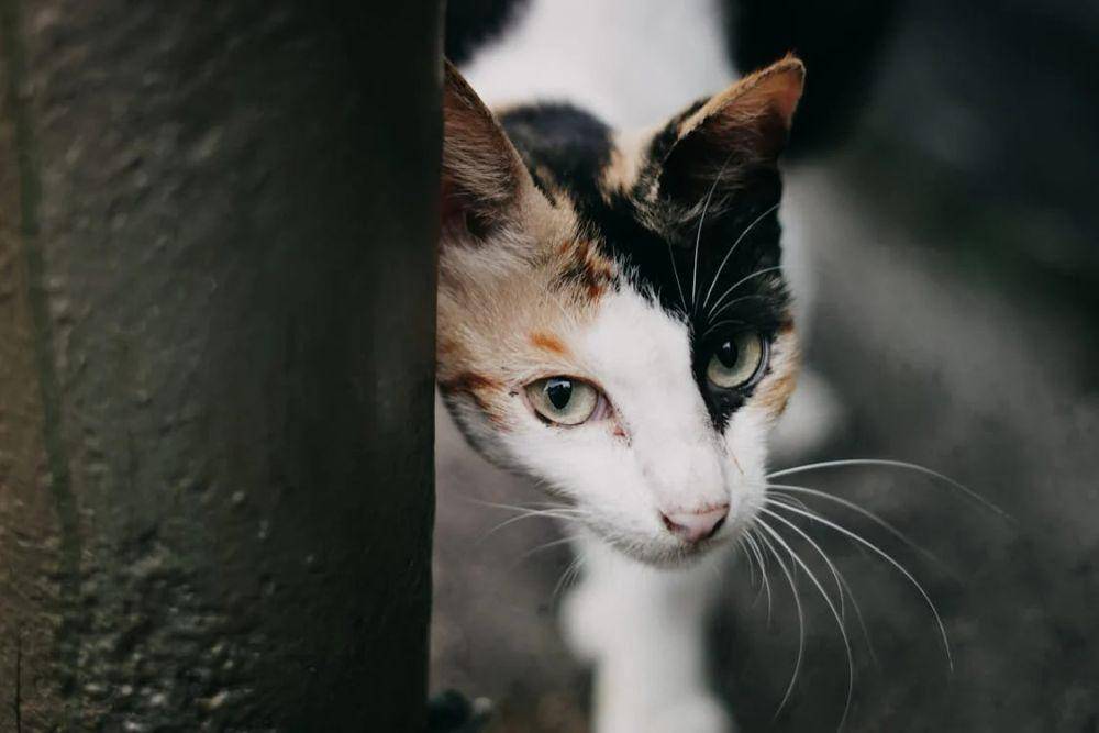 Kucing (pexels.com/Fauzan Aulia)