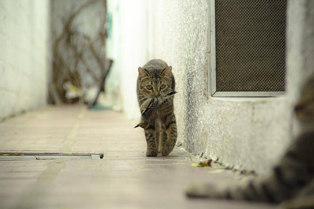 Kucing (pexels.com/Andrés Gómez)