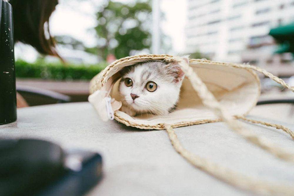 Kucing (pexels.com/Tranmautritam)