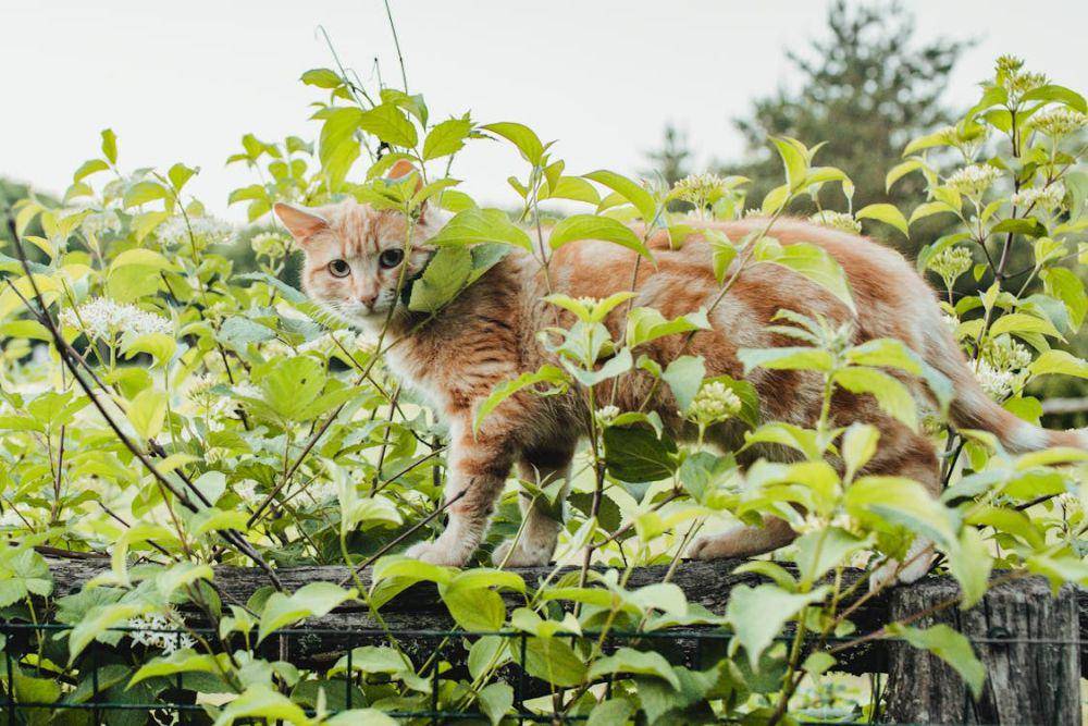 Kucing (pexels.com/Roman Serezhechkin)