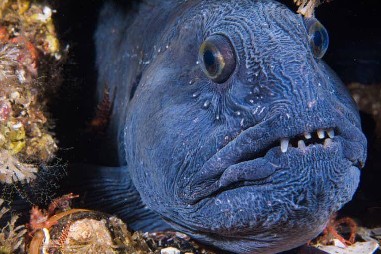 atlantic wolffish (factanimal.com)