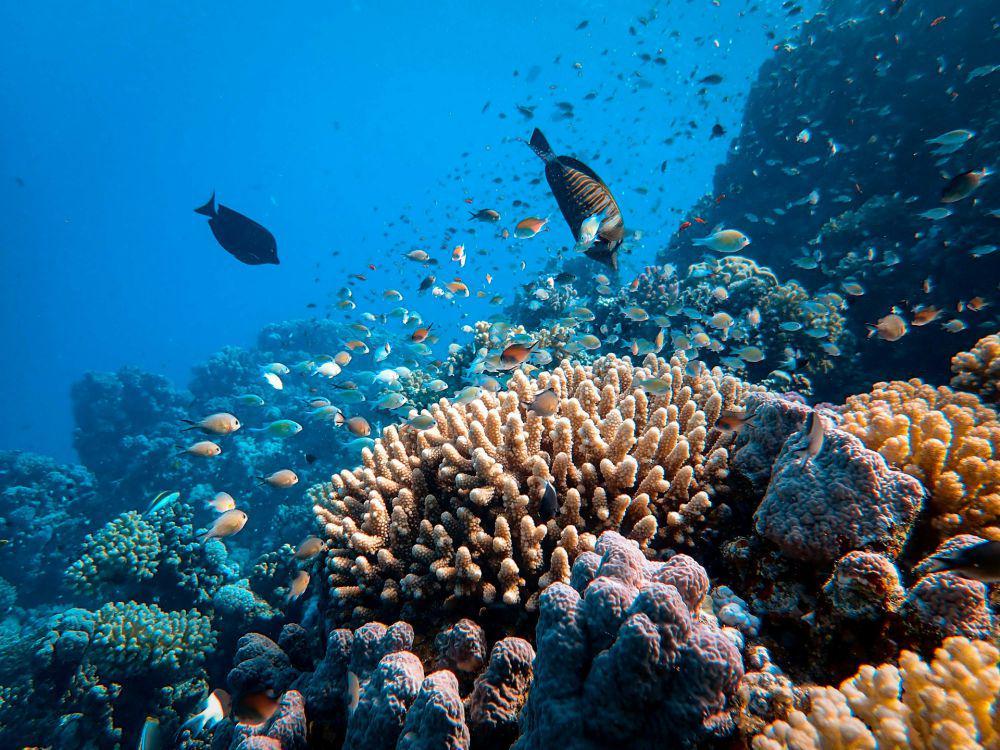 5 Hewan Laut yang Punya Peran Vital bagi Ekosistem