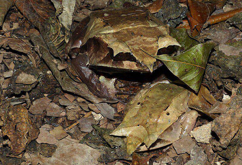 Percaya gak percaya, ada sosok katak tanduk hidung panjang di dalam foto ini. Bisa tebak di mana mereka? (commons.wikimedia.org/Bernard DUPONT)