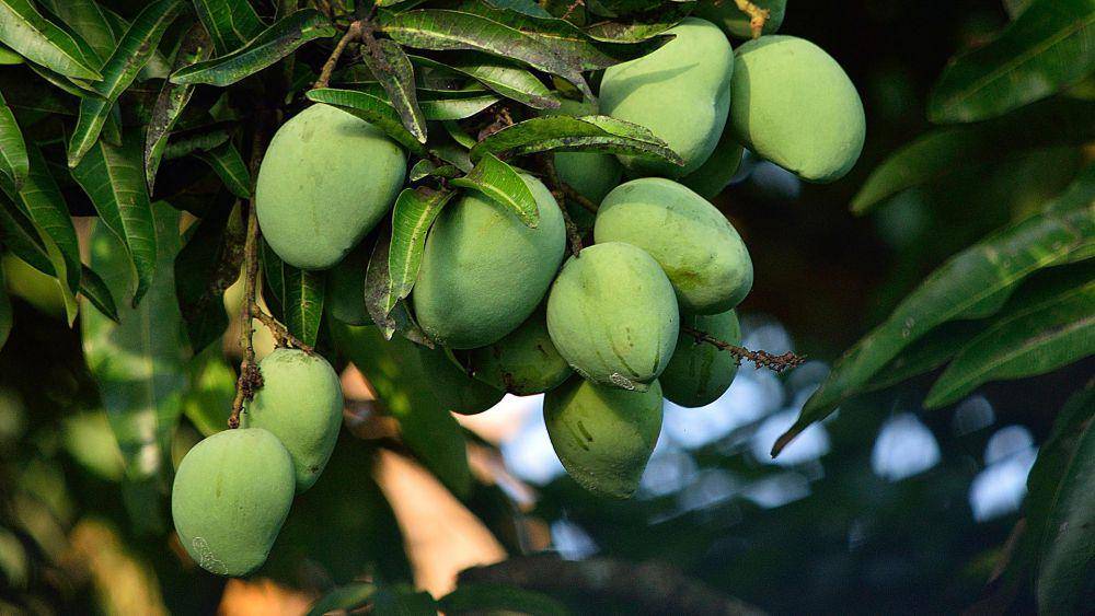 ilustrasi pohon mangga (pixabay.com/mediarney-25564778)