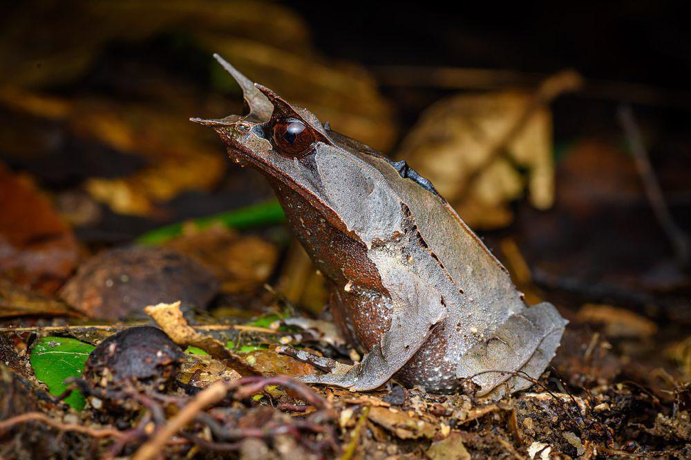 5 Fakta Katak Tanduk Hidung Panjang, Amfibi Ahli Berkamuflase