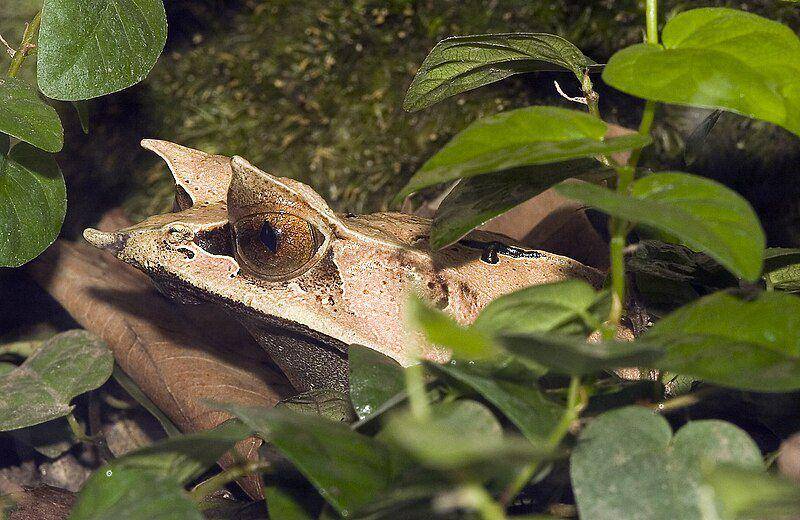 Hutan hujan tropis merupakan rumah yang sempurna bagi katak tanduk hidung panjang. (commons.wikimedia.org/Olei)