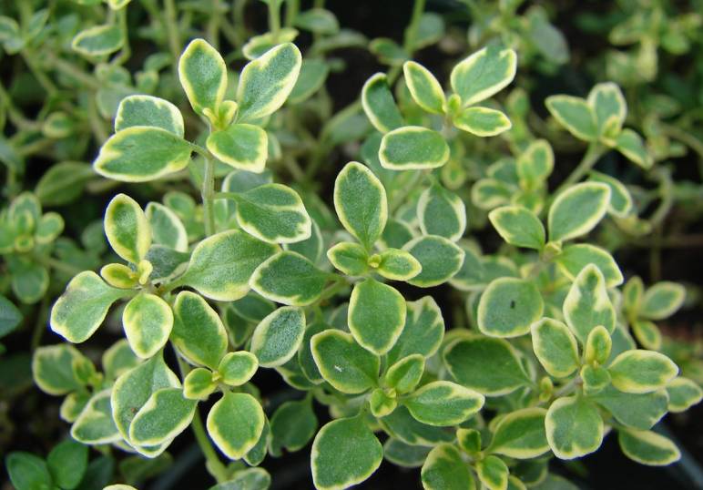 ilustrasi lemon thyme (flickr.com/Forest and Kim Starr)