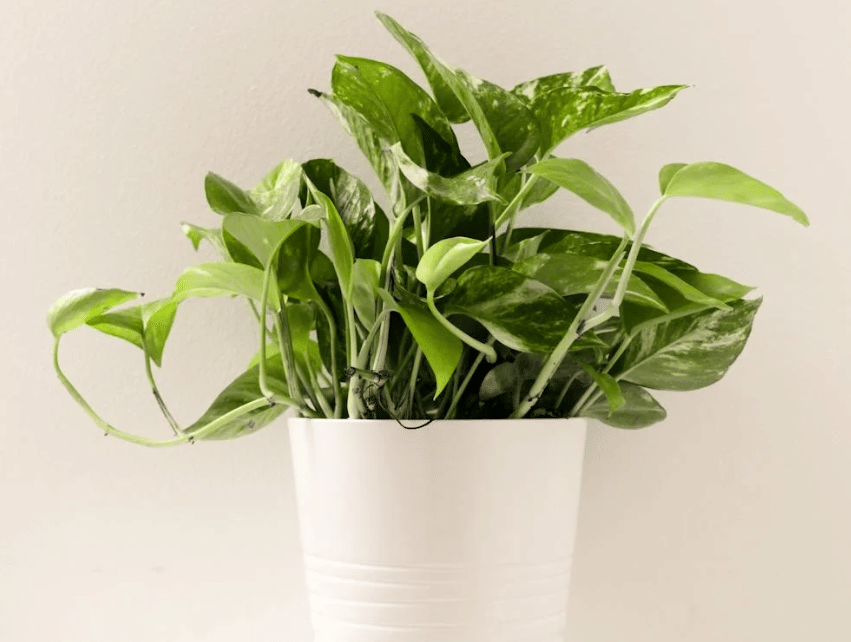 ilustrasi sirih gading (pexels.com/Lynda Sanchez)