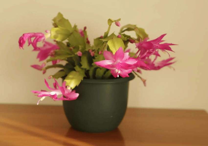 ilustrasi schlumbergera (vecteezy.com/106428319004543235392)
