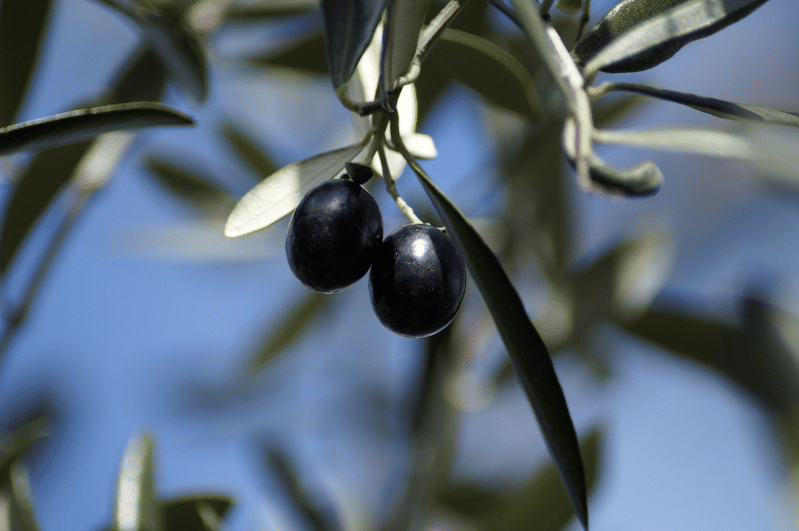 ilustrasi zaitun (pixabay.com/Marzena7)