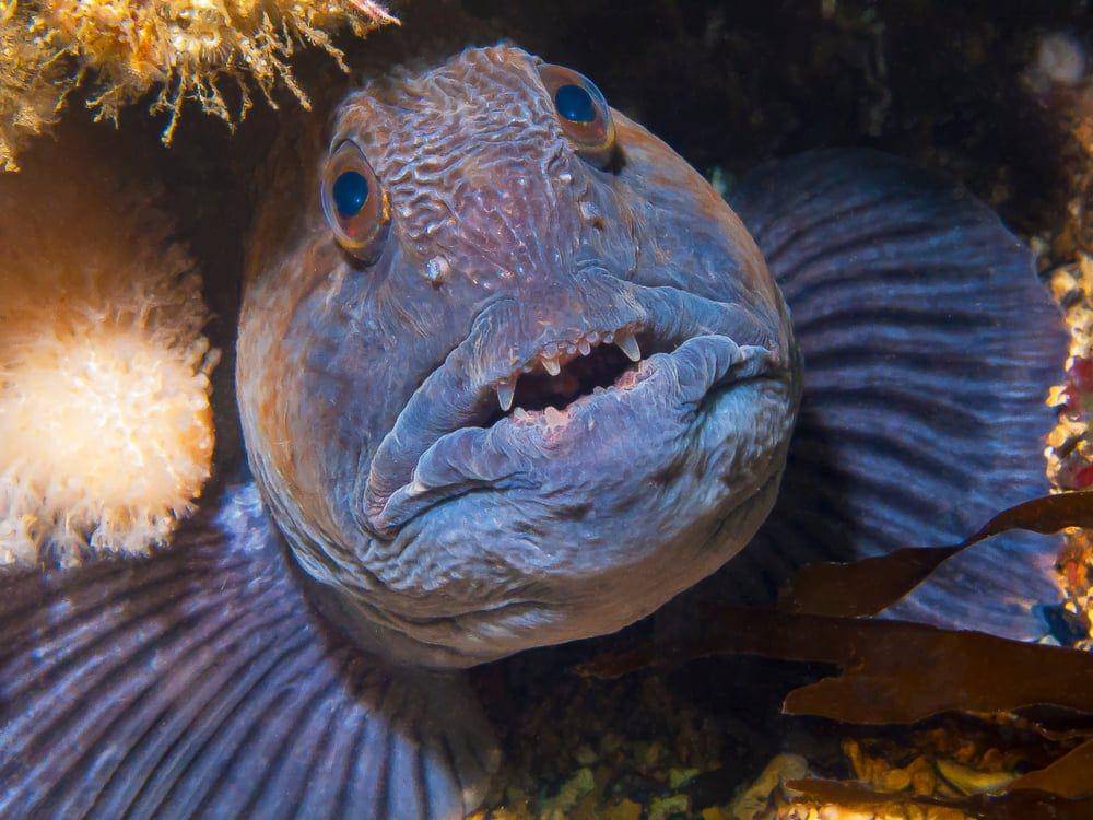 atlantic wolffish (americanoceans.org)